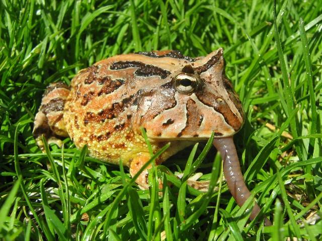 011 - Fantasy Frog.jpg